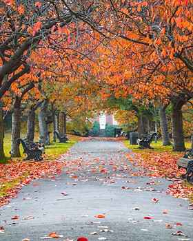 Park in the Fall